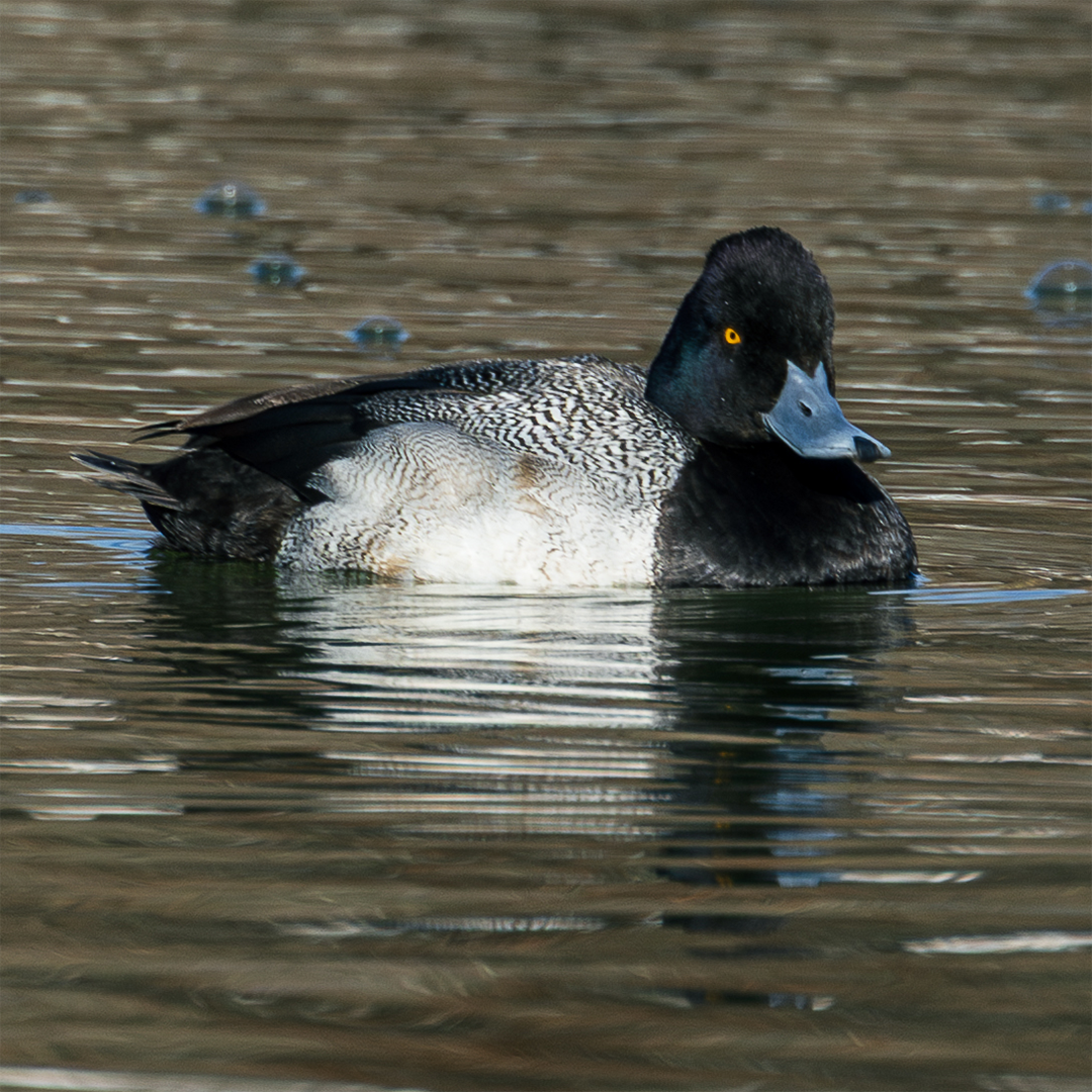 Lessor Scaup male floating in water
